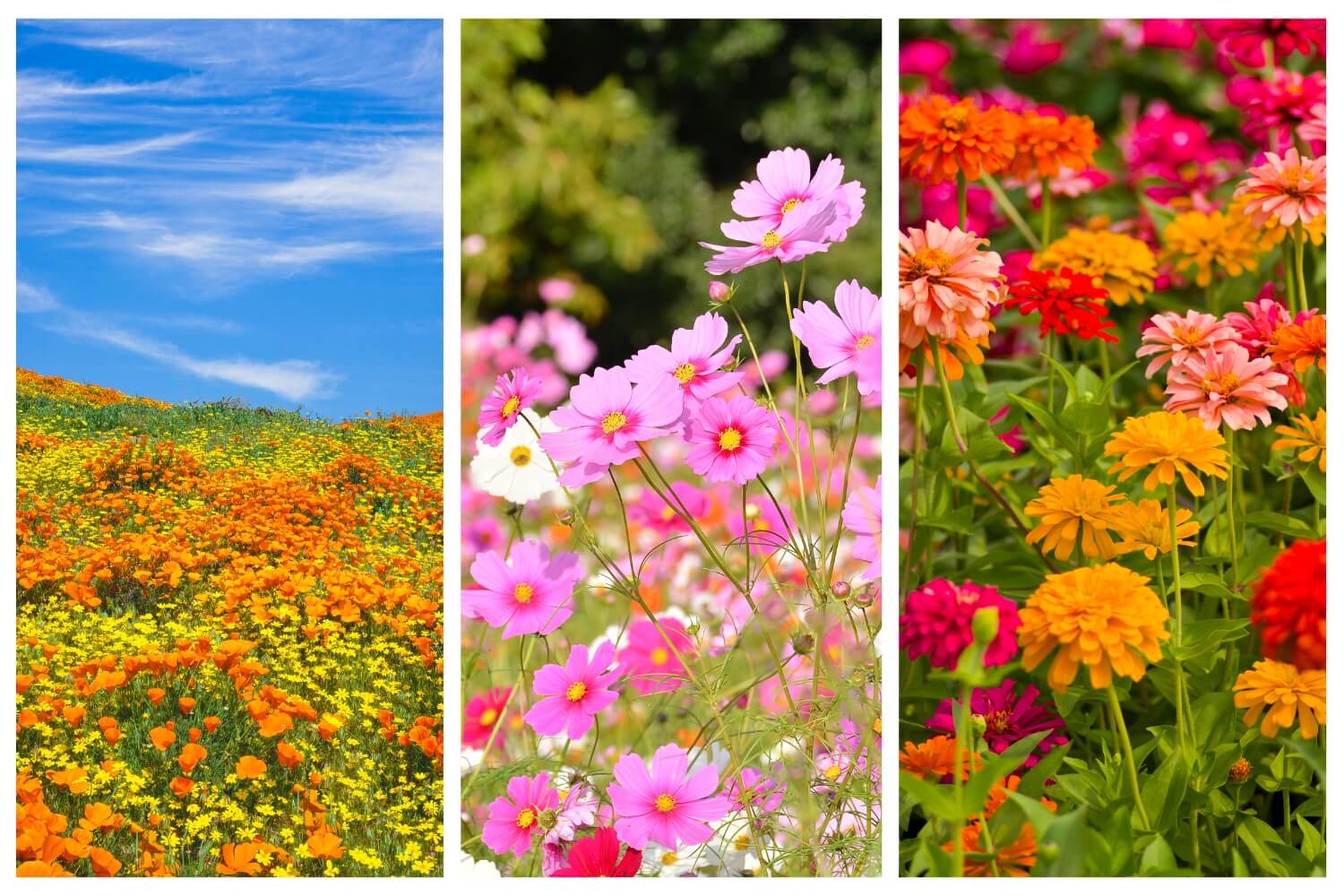 Types of Annual Wildflowers in bloom