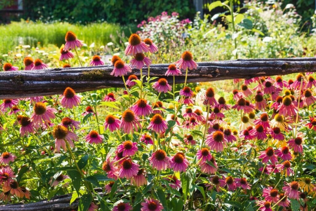 Are Coneflowers Considered Invasive?