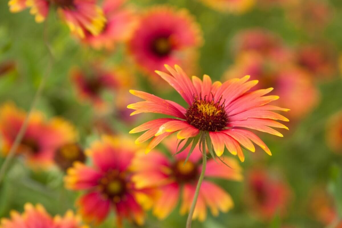 10 Stunning Perennial Wildflowers To Admire - Petal Republic