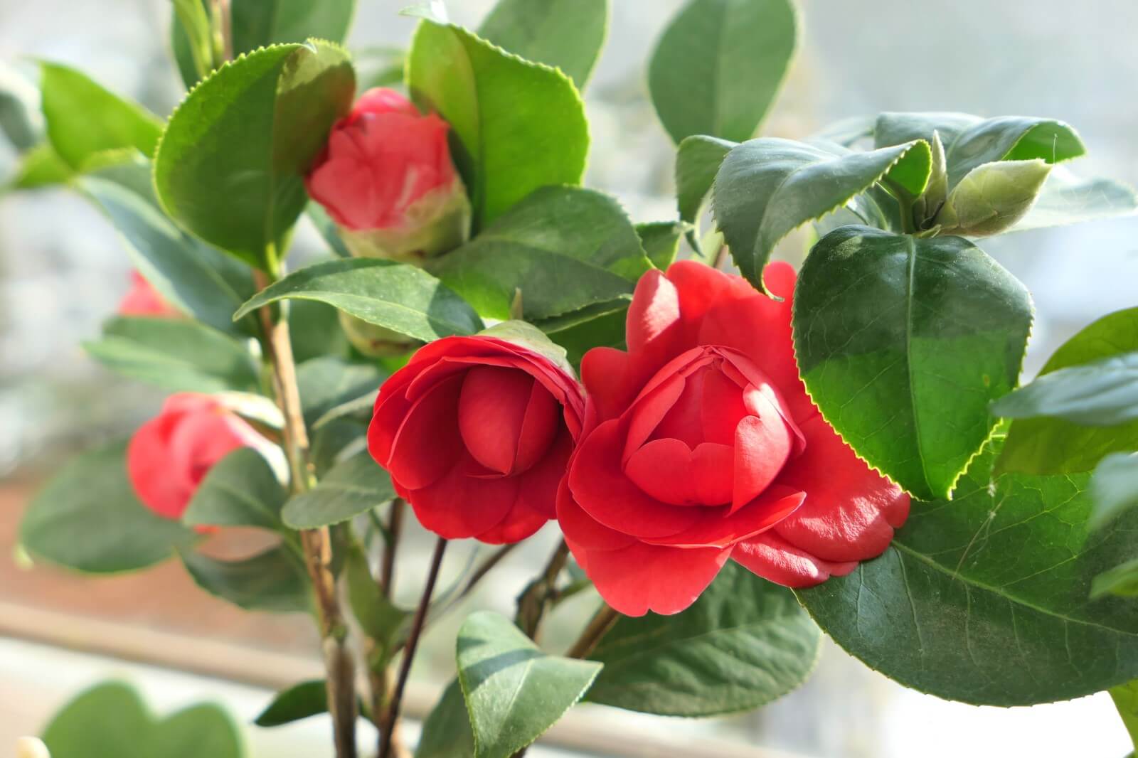 Can Camellia Plants Grow Indoors? (Essential Guide)