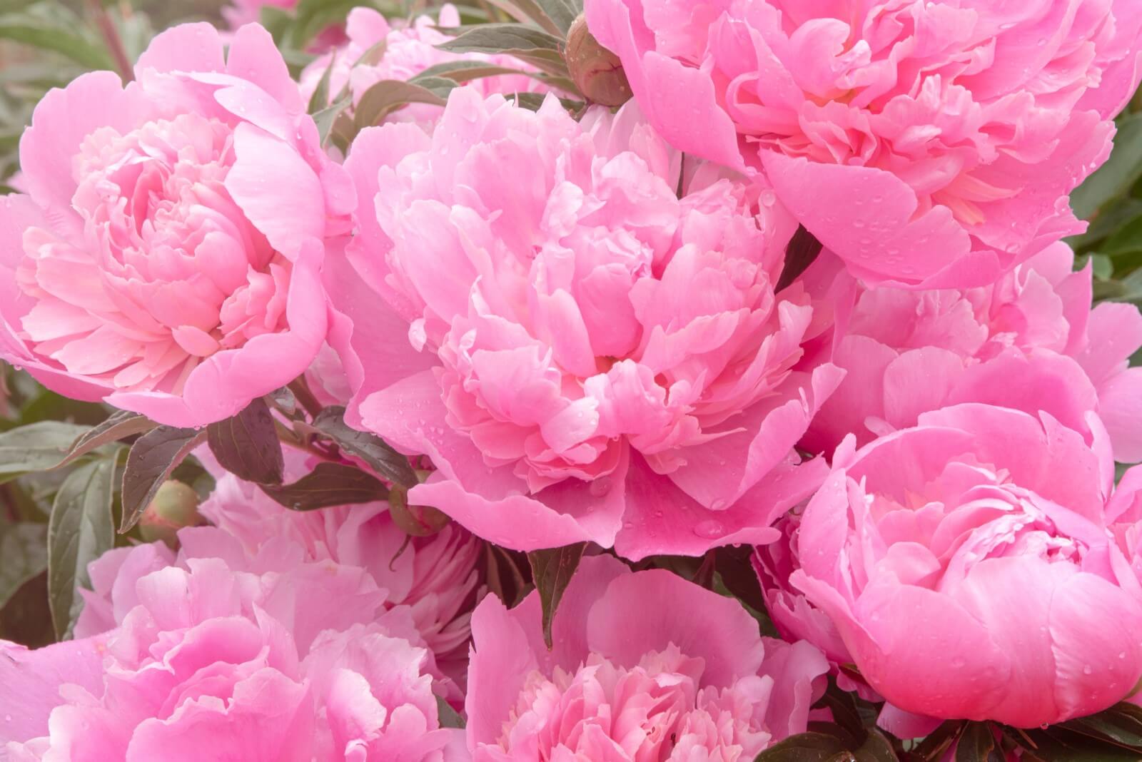 Can You Grow Peonies Indoors (Essential Guide)