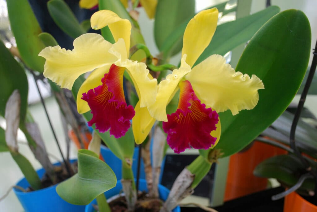An exotic and tropical Cattleya Orchid (Cattleya dowiana) flower in bloom with bright yellow petals
