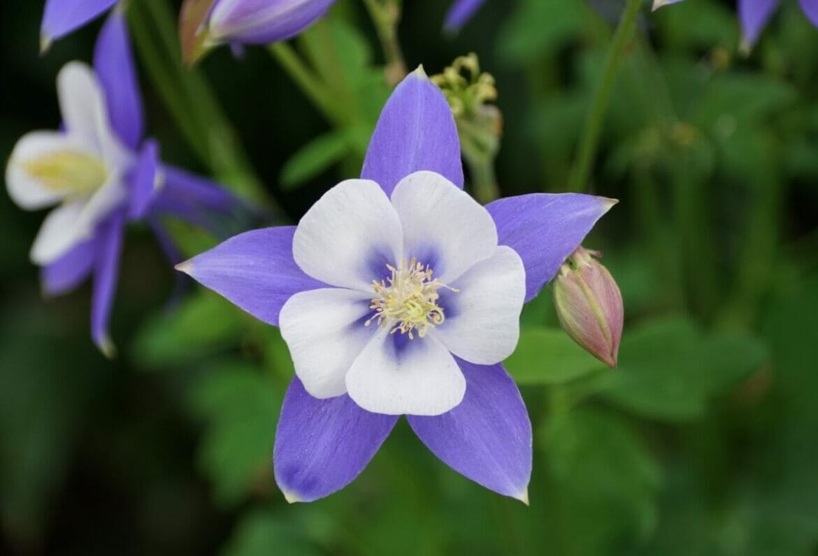 10 Stunning Perennial Wildflowers To Admire - Petal Republic