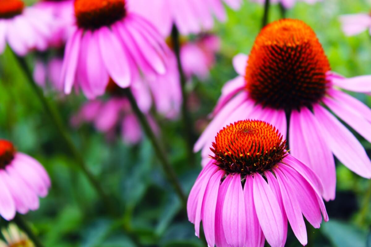 10 Stunning Perennial Wildflowers To Admire - Petal Republic