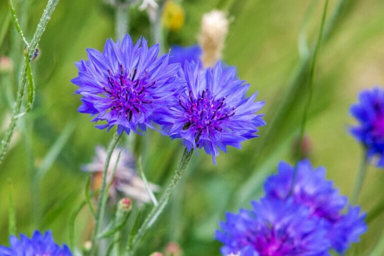 Cornflower (Centaurea cyanus) Meaning and Symbolism