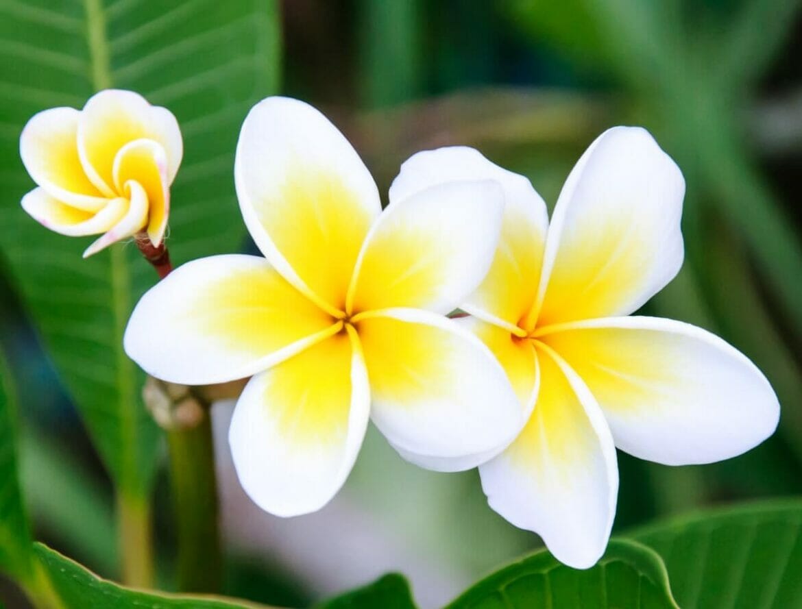 30 Amazing Types of Exotic Flowers to Admire - Petal Republic