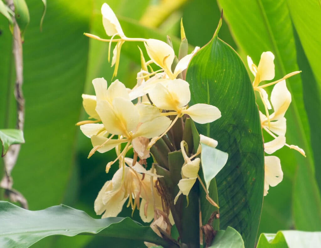 A cluster of Ginger Lily (Hedychium flavescens) flowers in bloom showcasing soft yellow petals