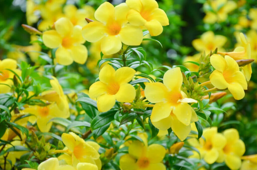 A cluster of bright yellow Golden Trumpet (Allamanda cathartica) flowers in bloom