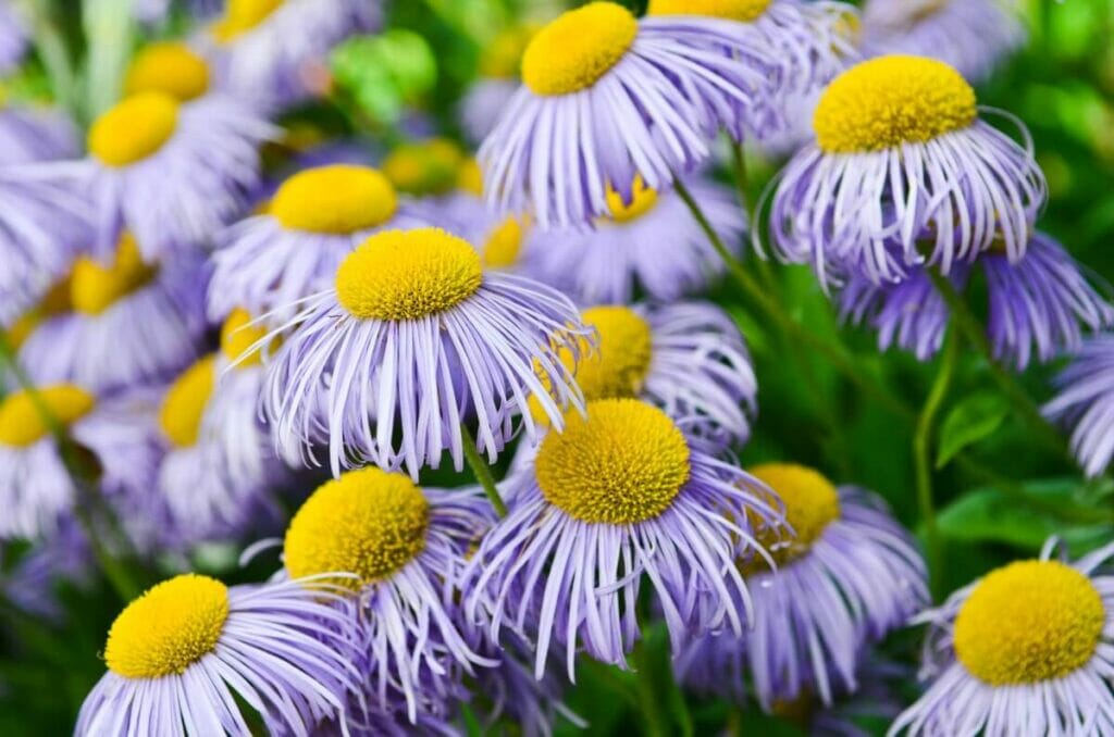 How to Keep Coneflowers in Check