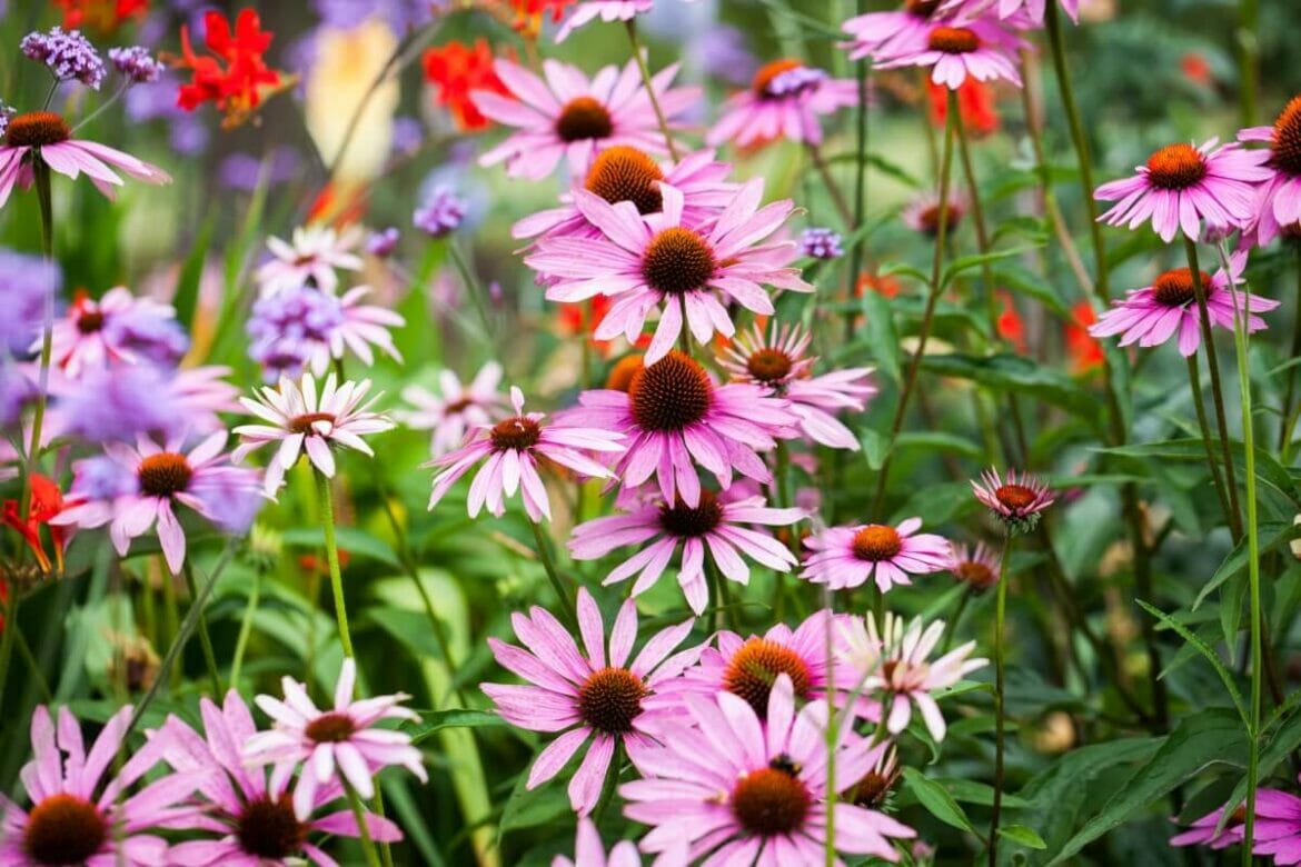 Are Coneflowers DeerResistant? Petal Republic