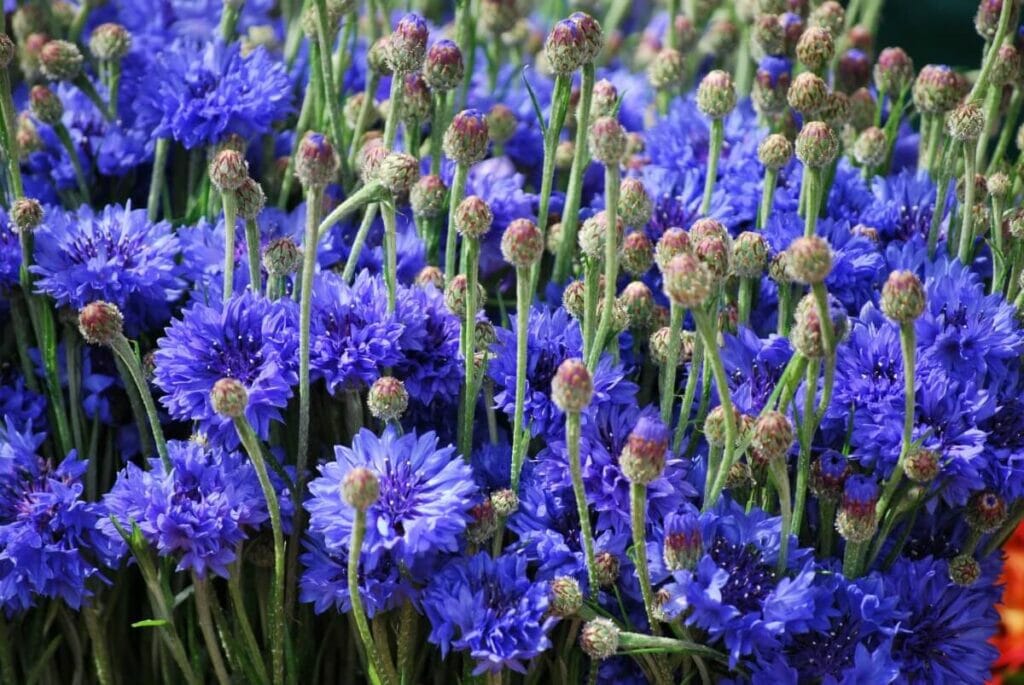 Suitable Gifting Occasions for Cornflowers