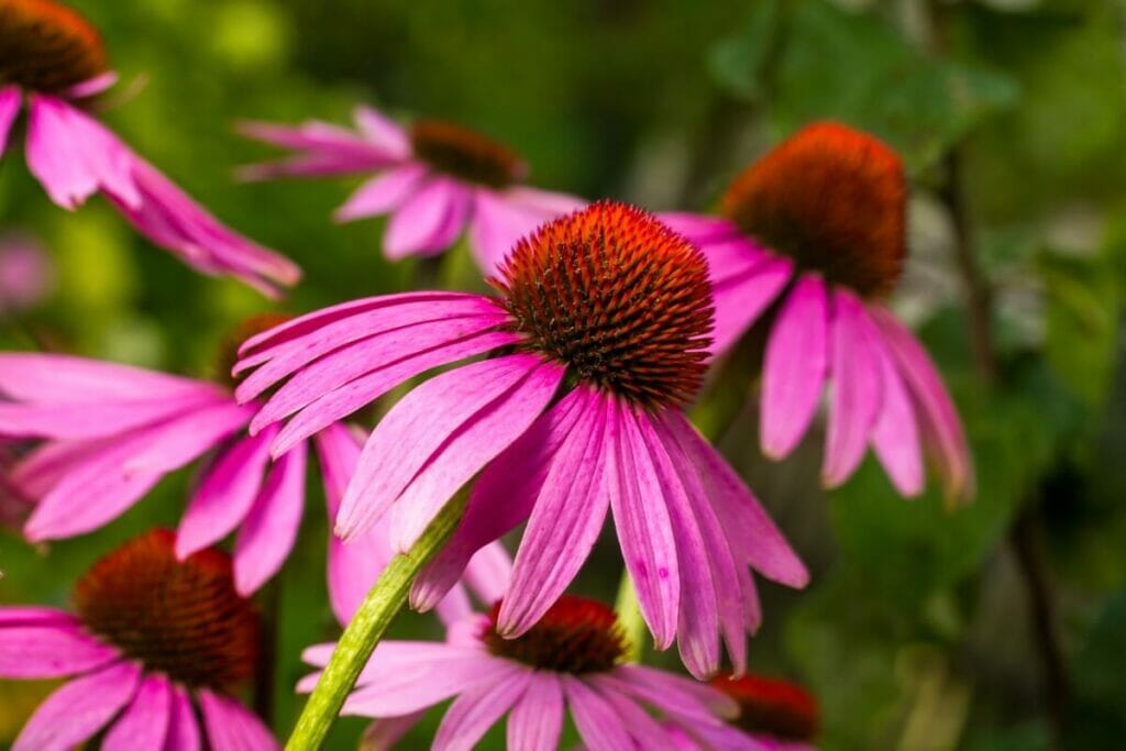 The Life Cycle of Coneflowers