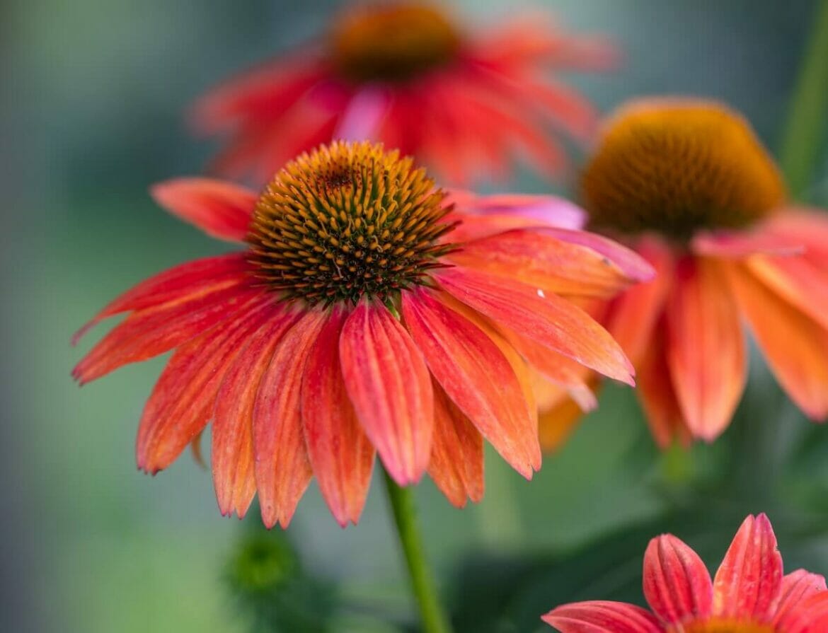 Growing Coneflowers from Seed Tips and Petal Republic