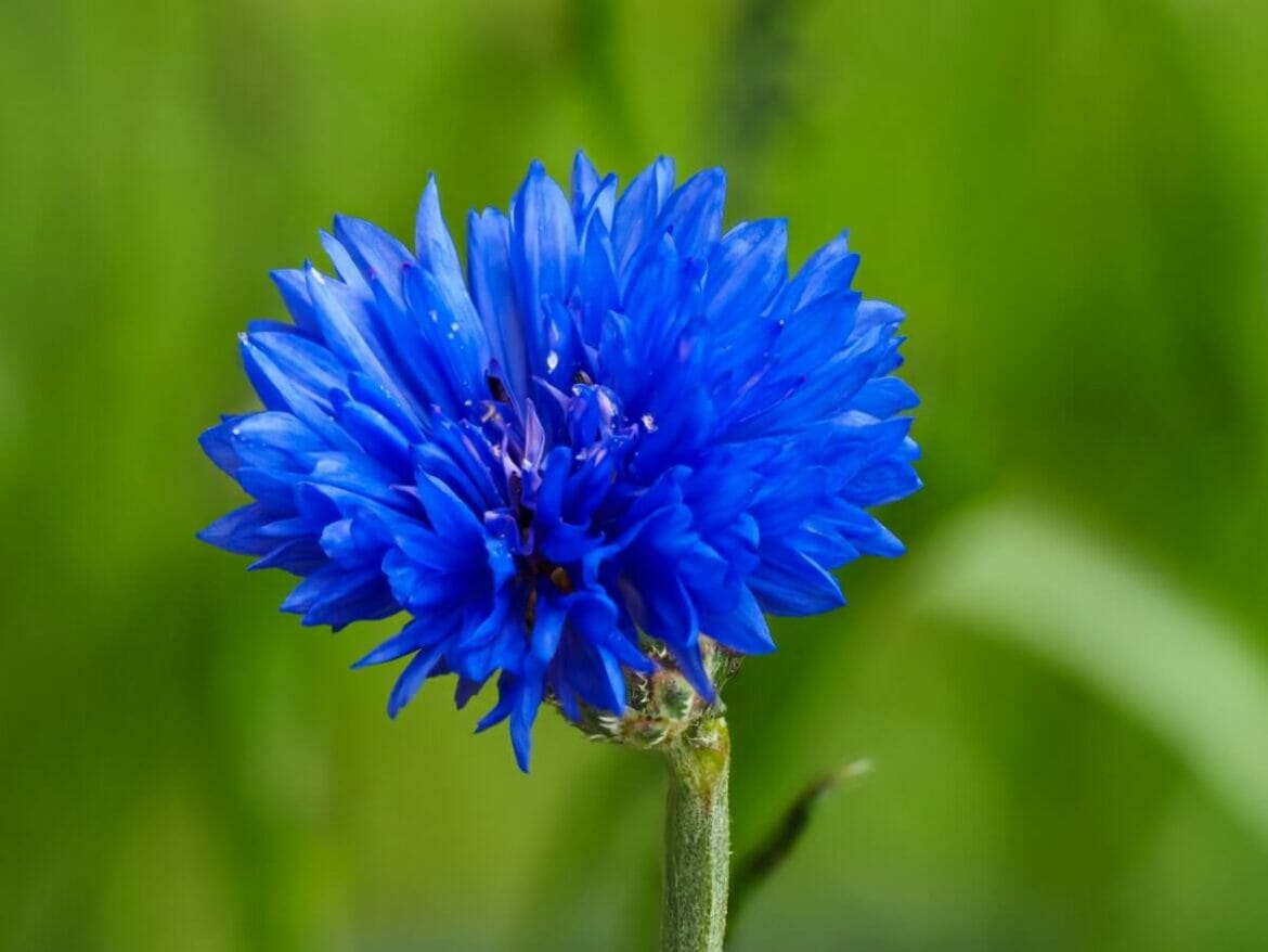 Cornflower Meanings From Folktales to Modern Interpretations Petal