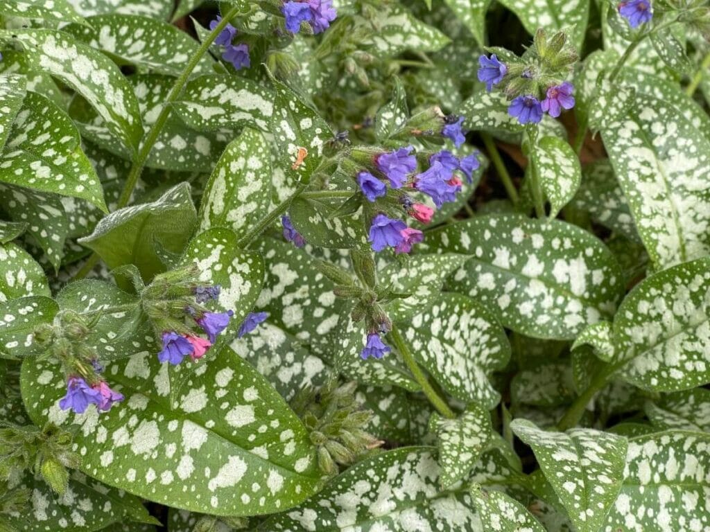 Uses and Benefits of Lungwort Flowers