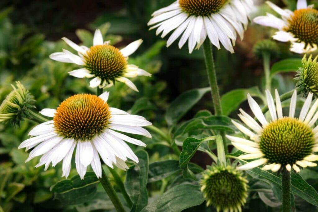 What Other Animals Can Eat Coneflowers?