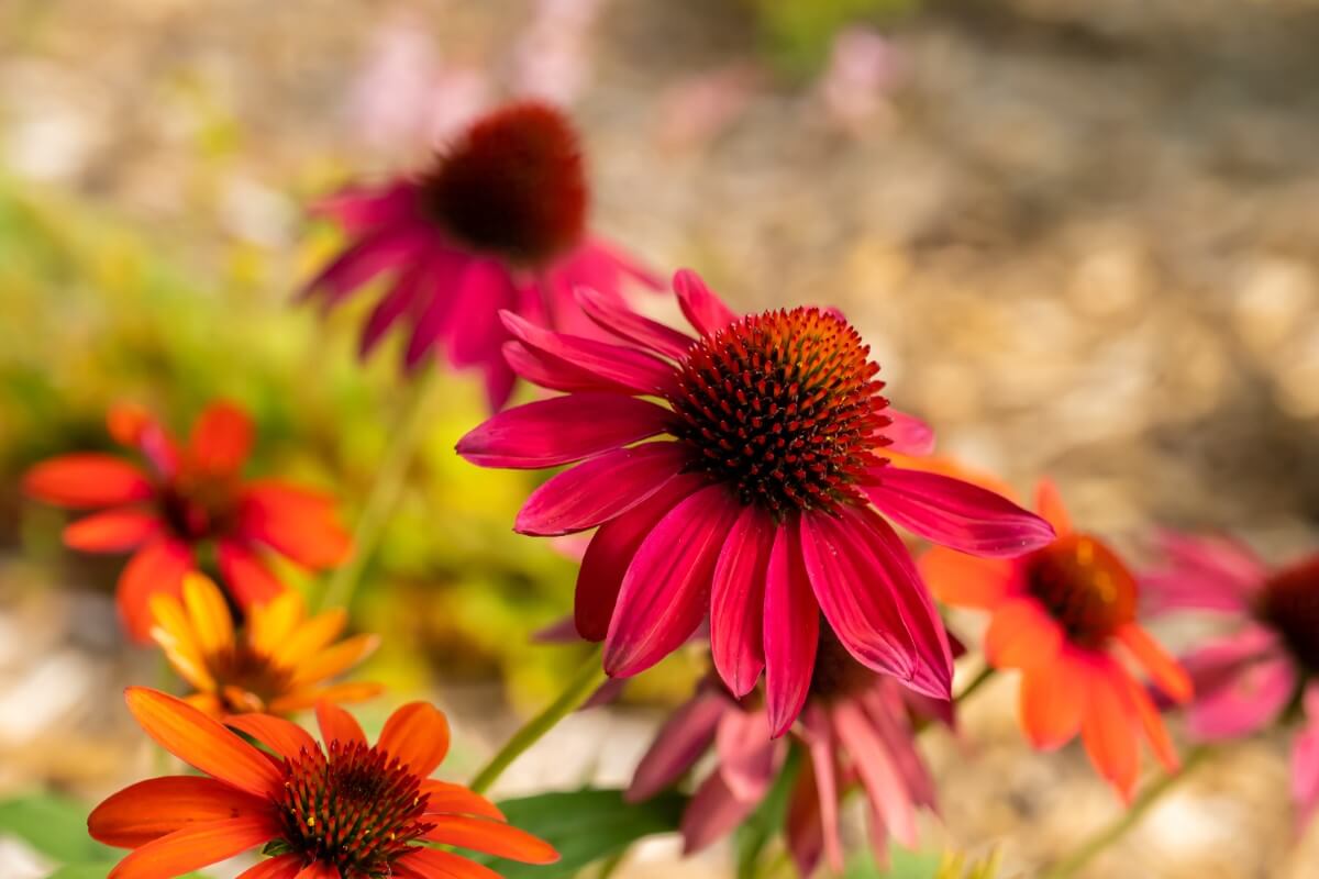 Grow Your Own Coneflowers Starting from Seeds Petal Republic