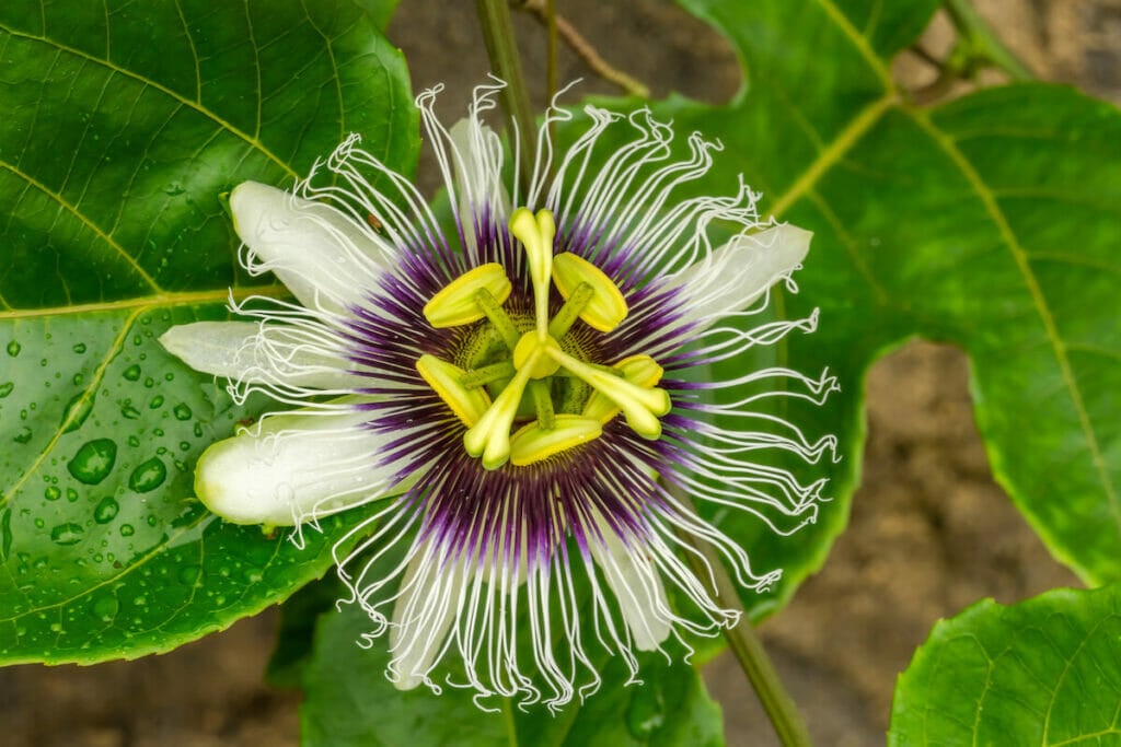 An exotic Yellow Passionflower (Passiflora lutea) in bloom surrounded by deep green leaves