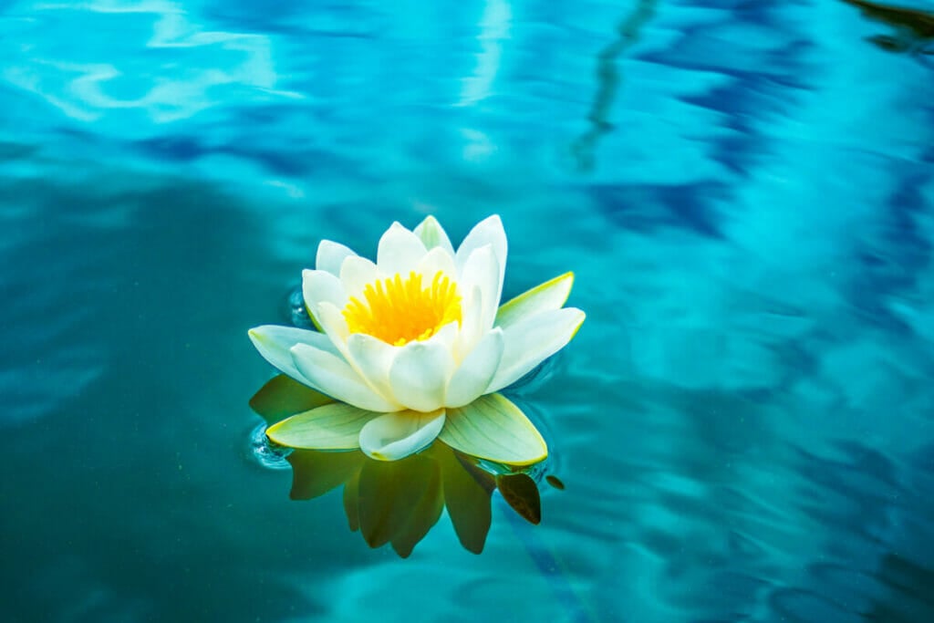 A single Yellow Waterlily (Nymphaea lotus) floats on the surface of water