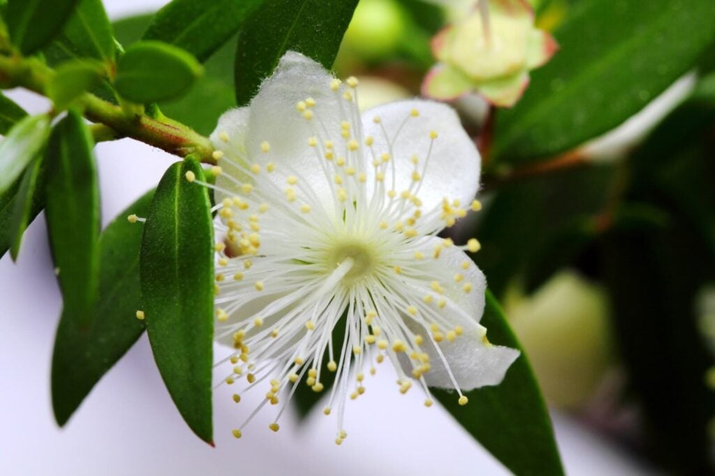 7 Amazing Uses and Benefits of Common Myrtle Flowers
