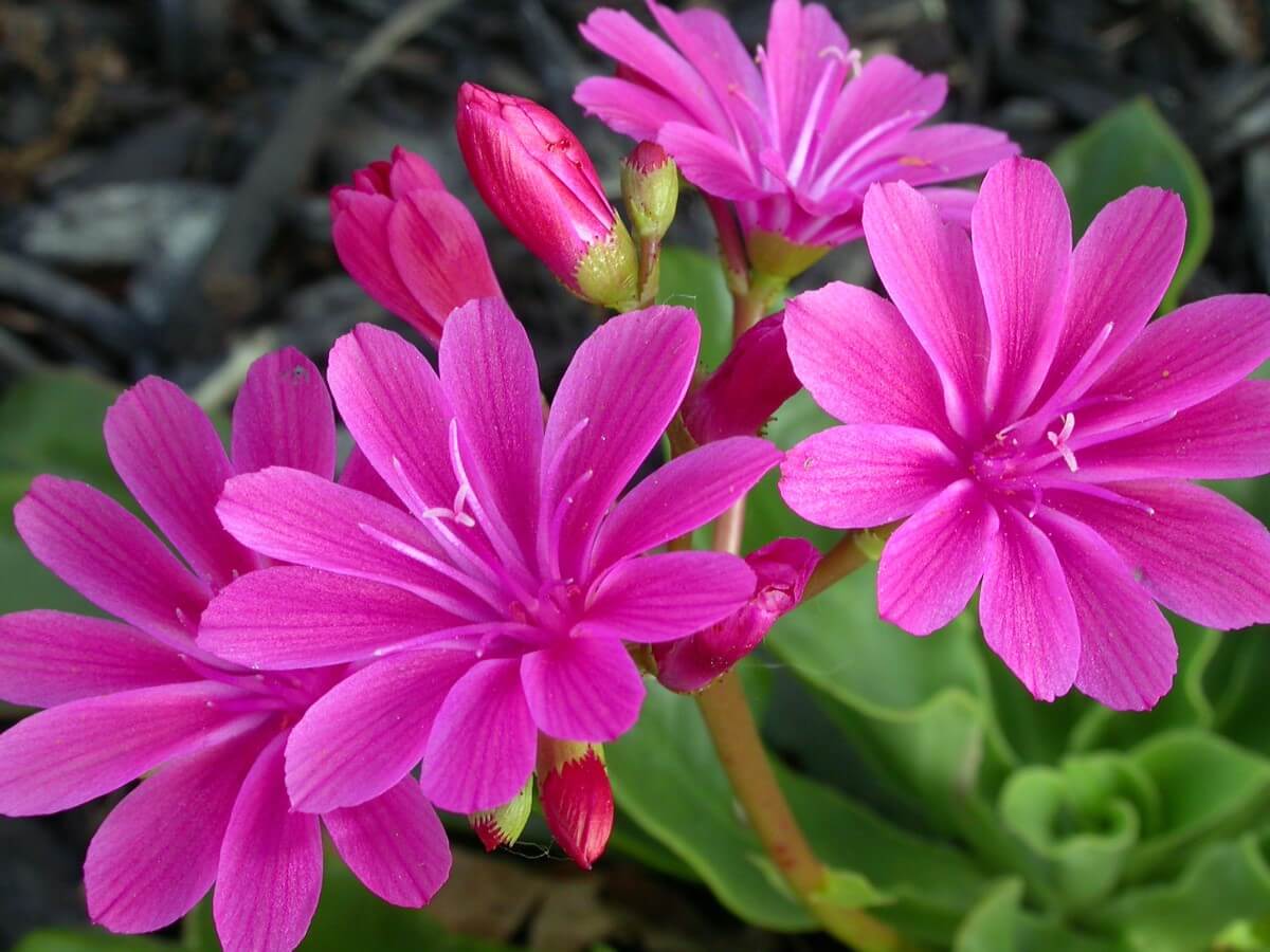 50 Breathtaking Flowers That Start With B - Petal Republic