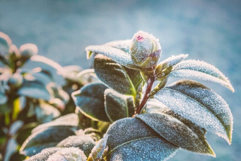 Camellia Care in Winter: How to Protect Your Plants from Frost and Cold Temperatures