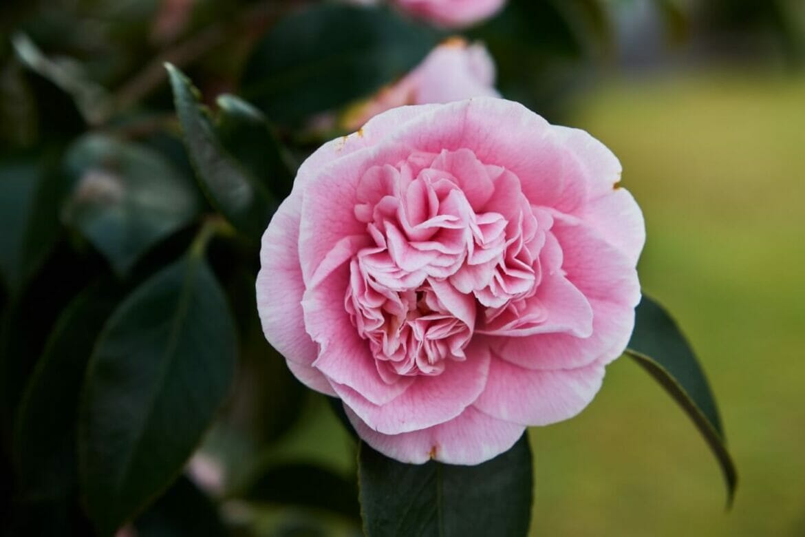 Pink Camellias: 20 Varieties for a Showstopping Garden - Petal Republic