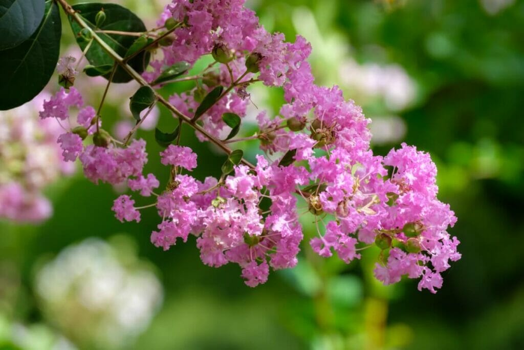 Essential Tips for Growing Crape Myrtle