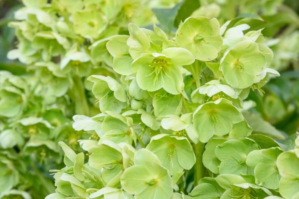General Meaning and Symbolism of Green Flowers