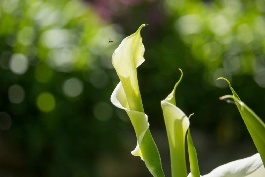 Green Lilies