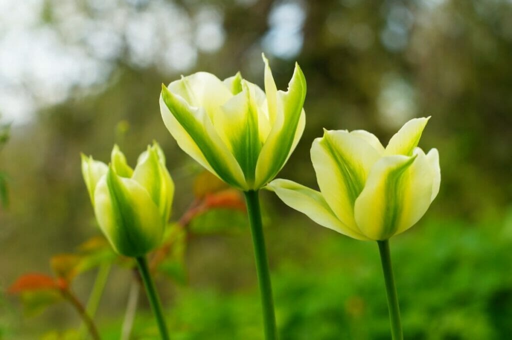 Green Tulips