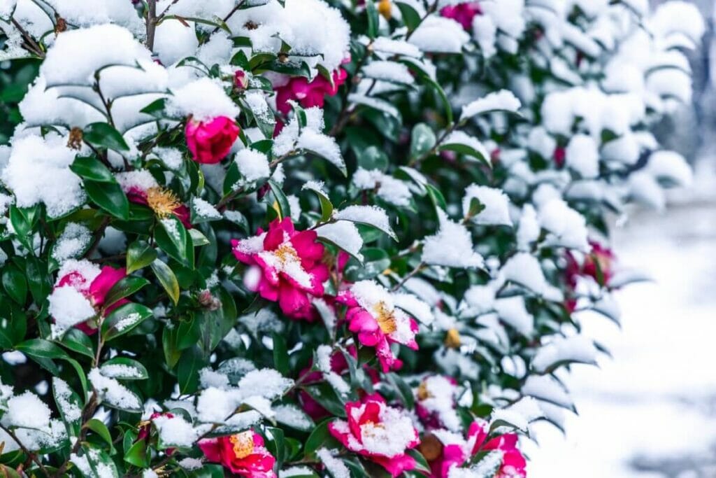 Growing Camellias in Colder Growing Zones