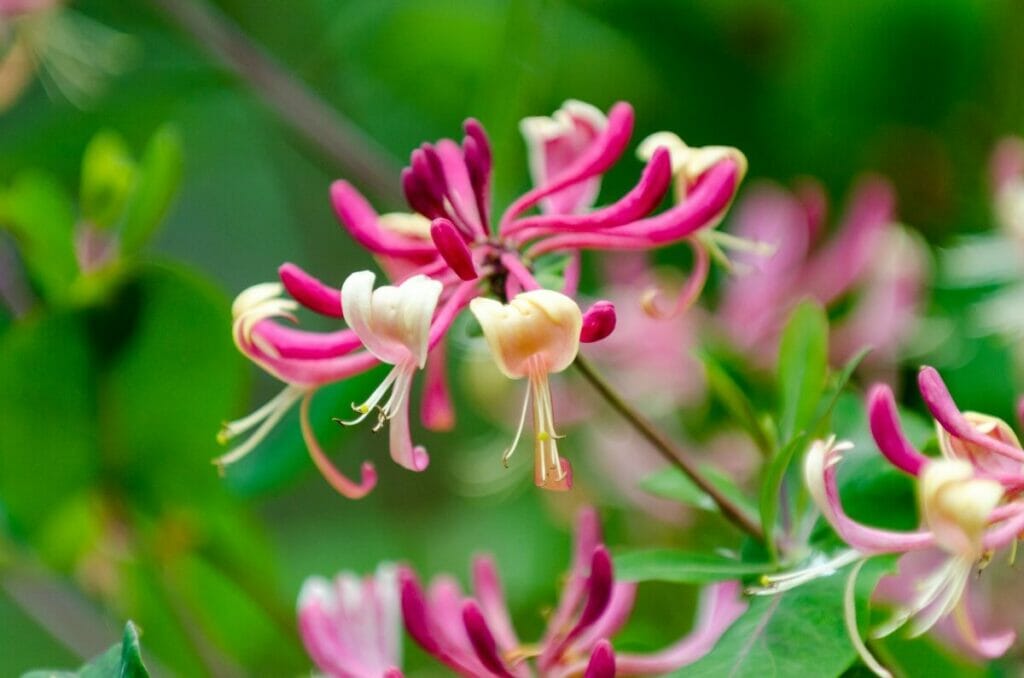 Honeysuckle are lovely fragrant birthday flowers for mom