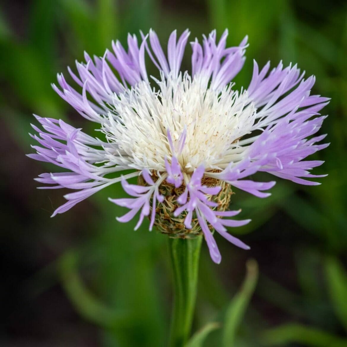 Ultimate Guide to American Basketflower Meaning, Types, Uses, and