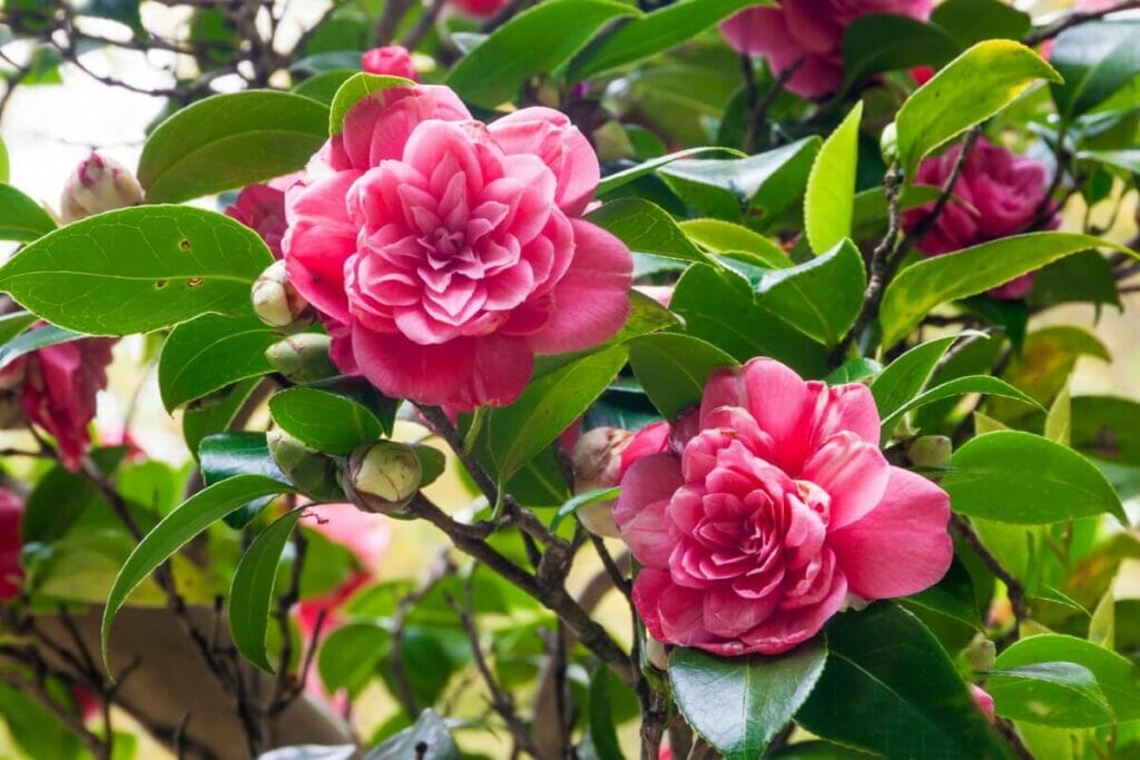 How to Grow and Train a Camellia Hedge