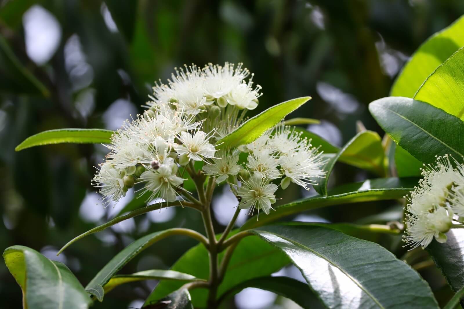 Lemon Myrtle Soil: The Best Types for Optimal Growth
