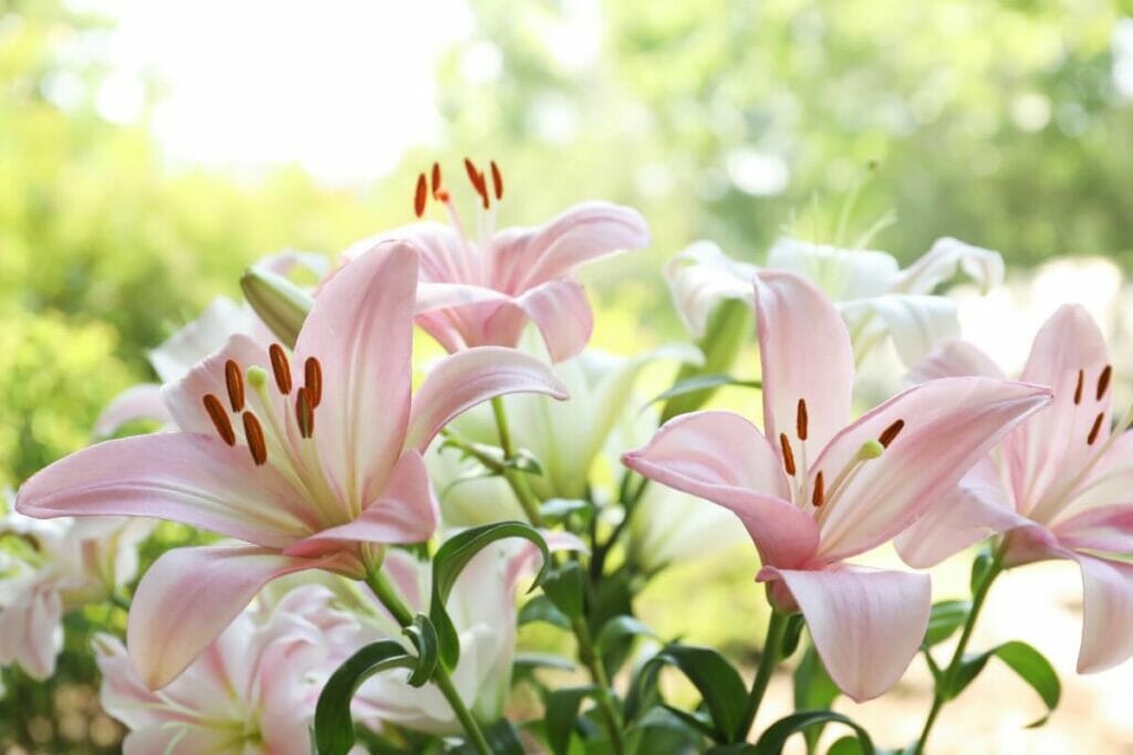 Lilies are traditional birthday flowers for moms