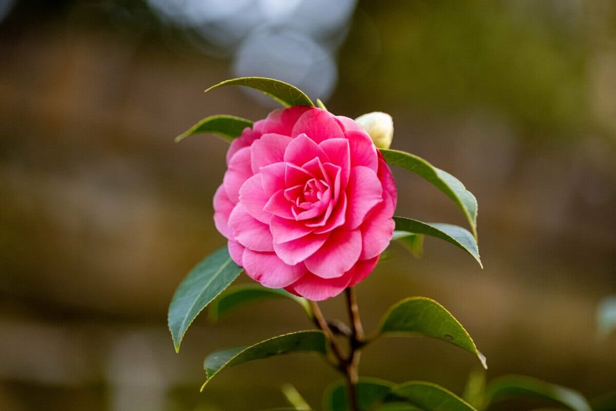 How to Cut Camellia Flowers for Beautiful Floral Arrangements Petal