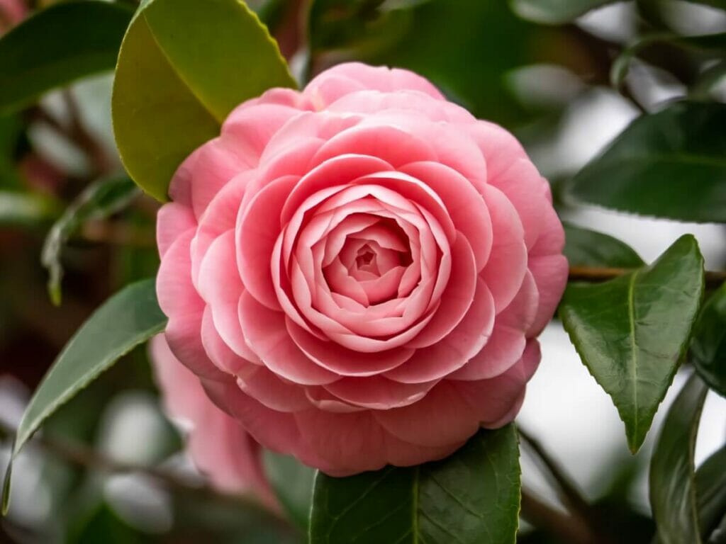 When Are Camellia Flowers In Season?