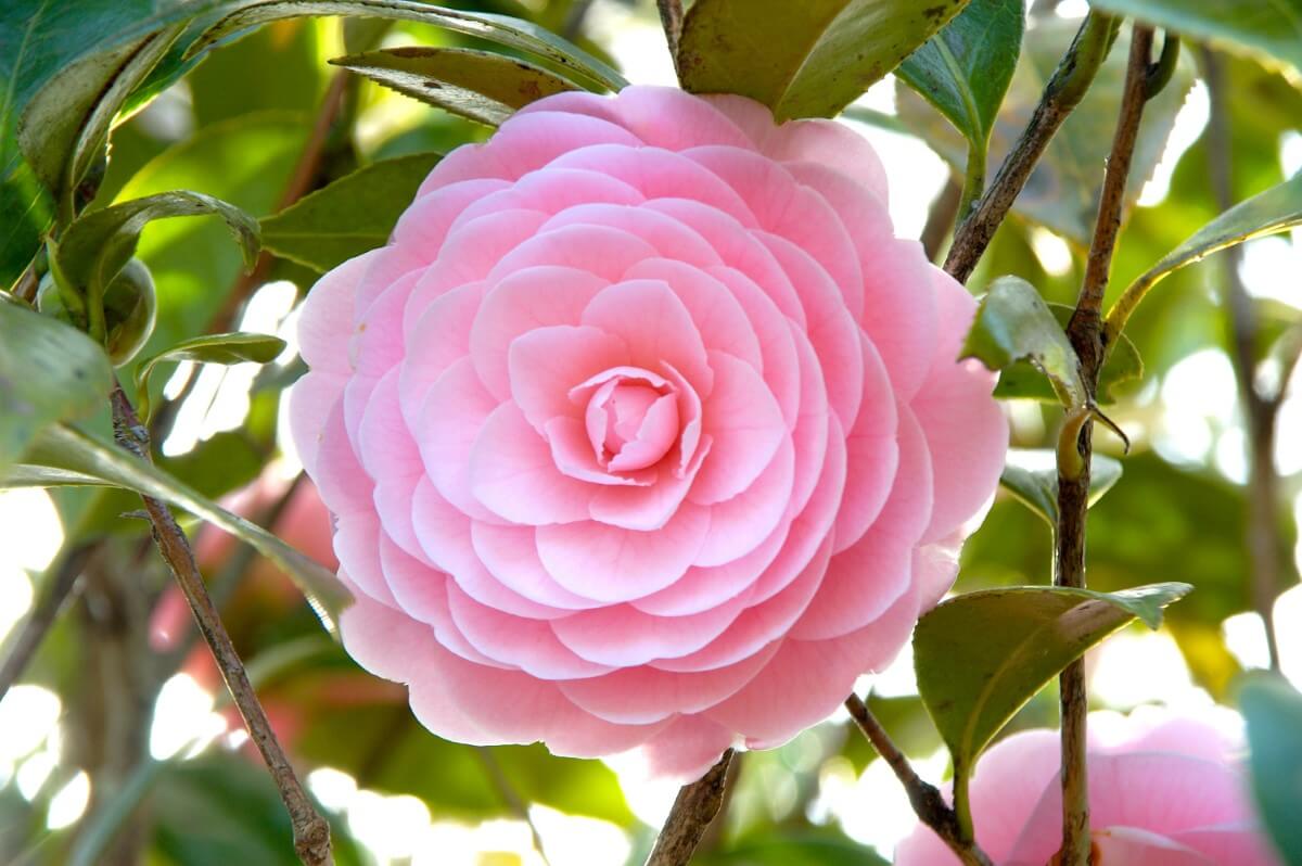 How to Cut Camellia Flowers for Beautiful Floral Arrangements Petal