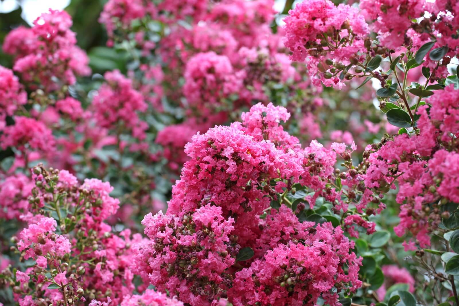 When is the Myrtle Flower Blooming Season?
