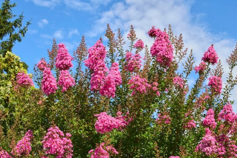 Where to Plant Crape Myrtle for Optimal Growth