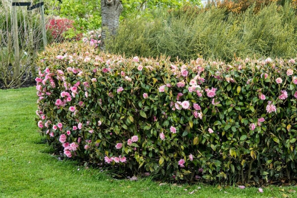 Growing A Camellia Hedge Which Varieties To Choose For Privacy And