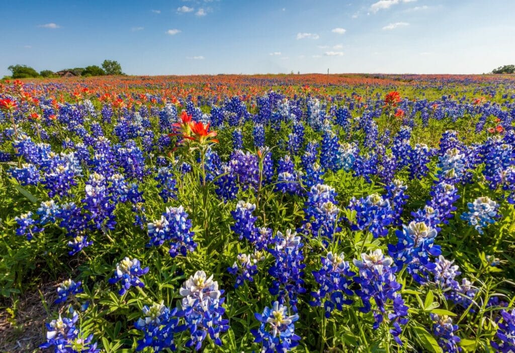 40 Stunning Native Texas Flowers and Wildflowers Petal Republic