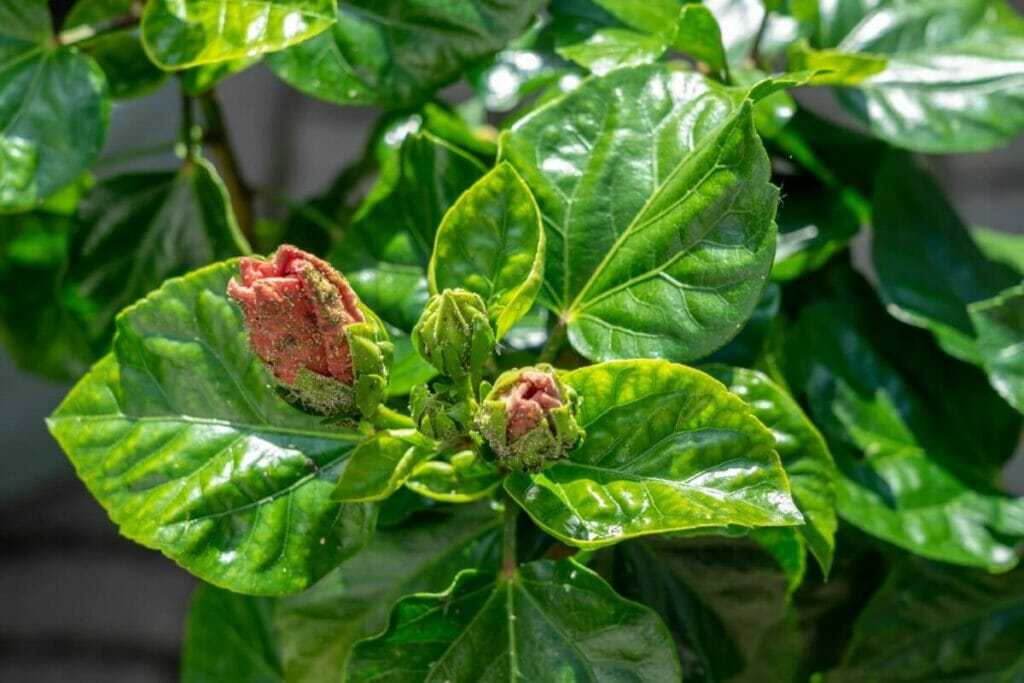 Aphids are common hibiscus pests and diseases