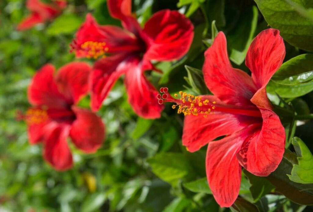 Are Hibiscus Poisonous to Dogs, Cats, and Other Animals Petal Republic