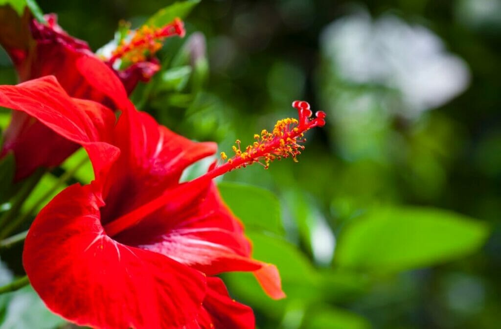 Benefits of Hibiscus Flowers in Nature