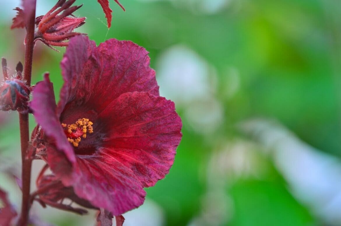 14 Beautiful Types of Red Hibiscus Flowers Petal Republic