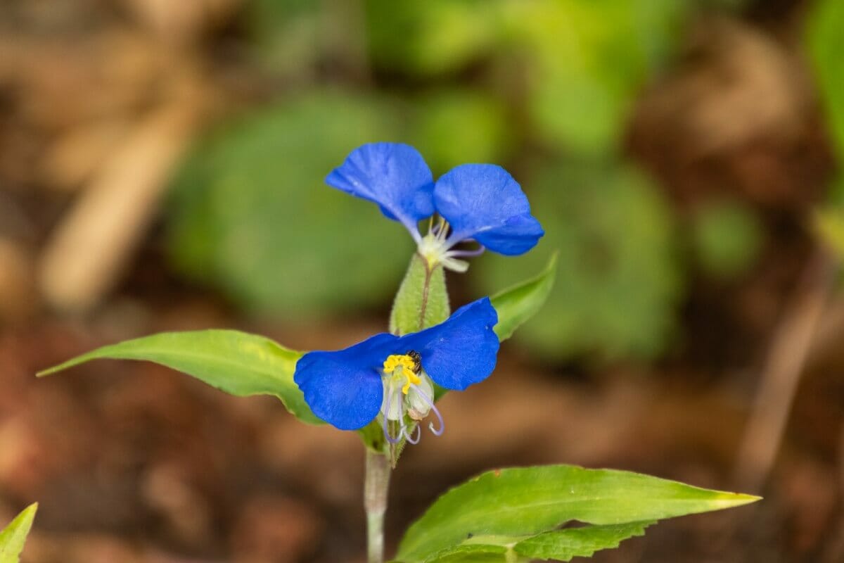 40 Native Texas Flowers and Wildflowers - Petal Republic