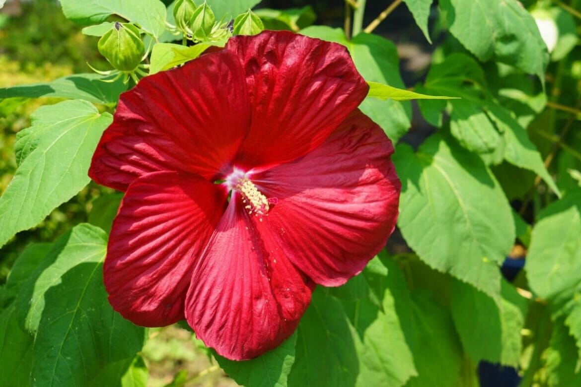 How to Grow and Care for Hardy Hibiscus in Your Garden Petal Republic